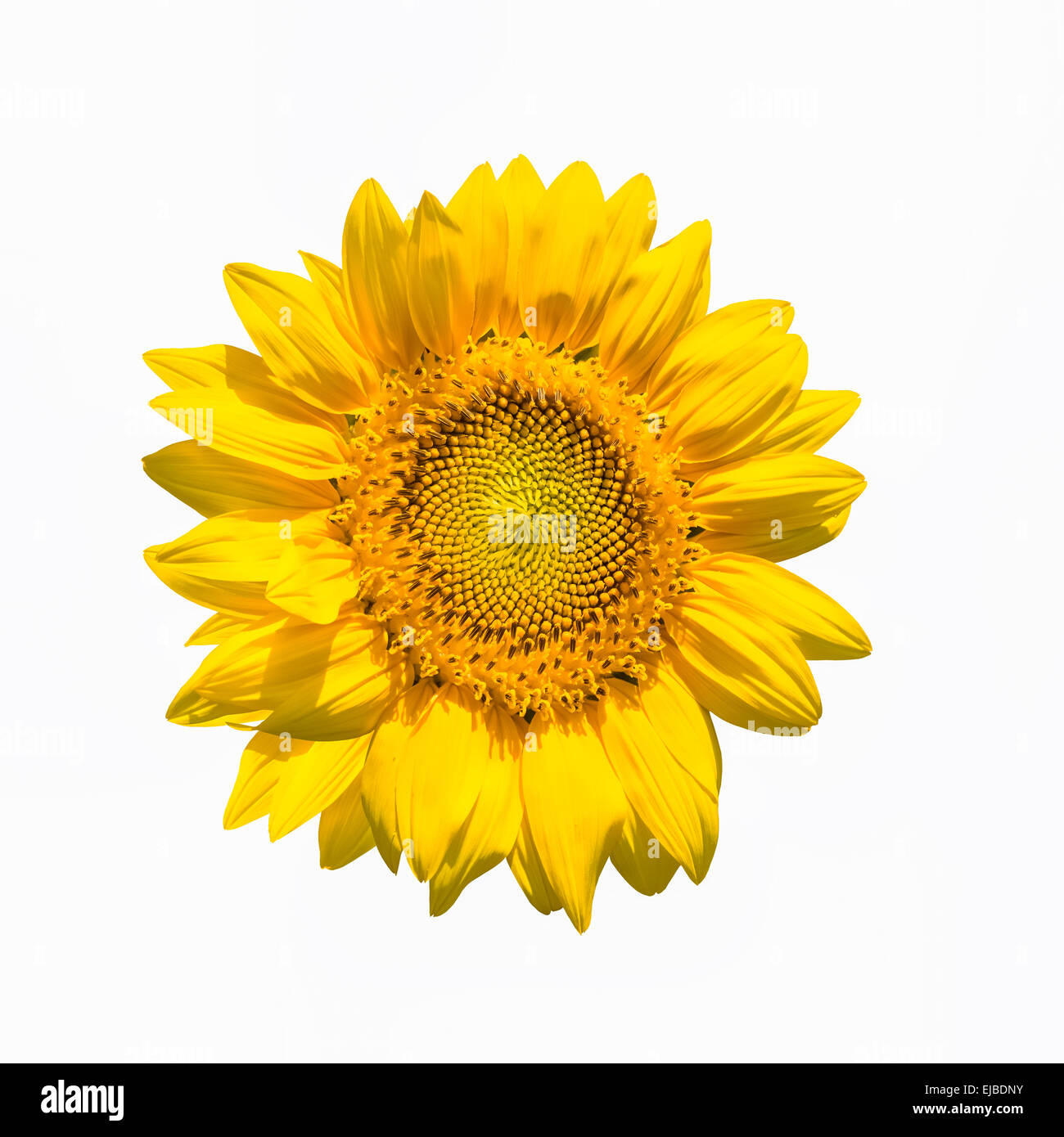 Fiore di girasole isolato Foto Stock