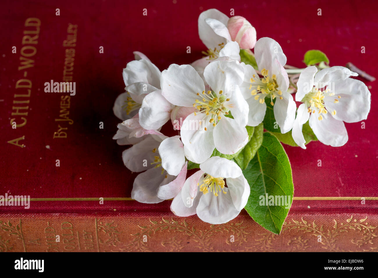 Close up di apple blossoms del Evereste crabapple tree sul libro rosso Foto Stock