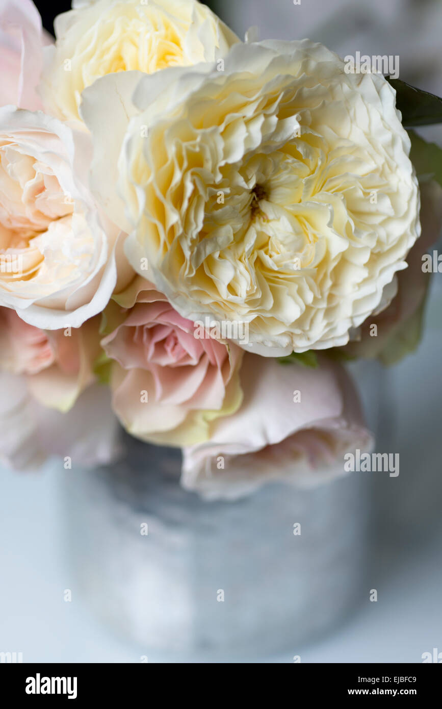 Bouquet di David Austin rosa Inglese pazienza, con altra inglese e il giardino di rose, fotografato a Parigi, Francia Foto Stock