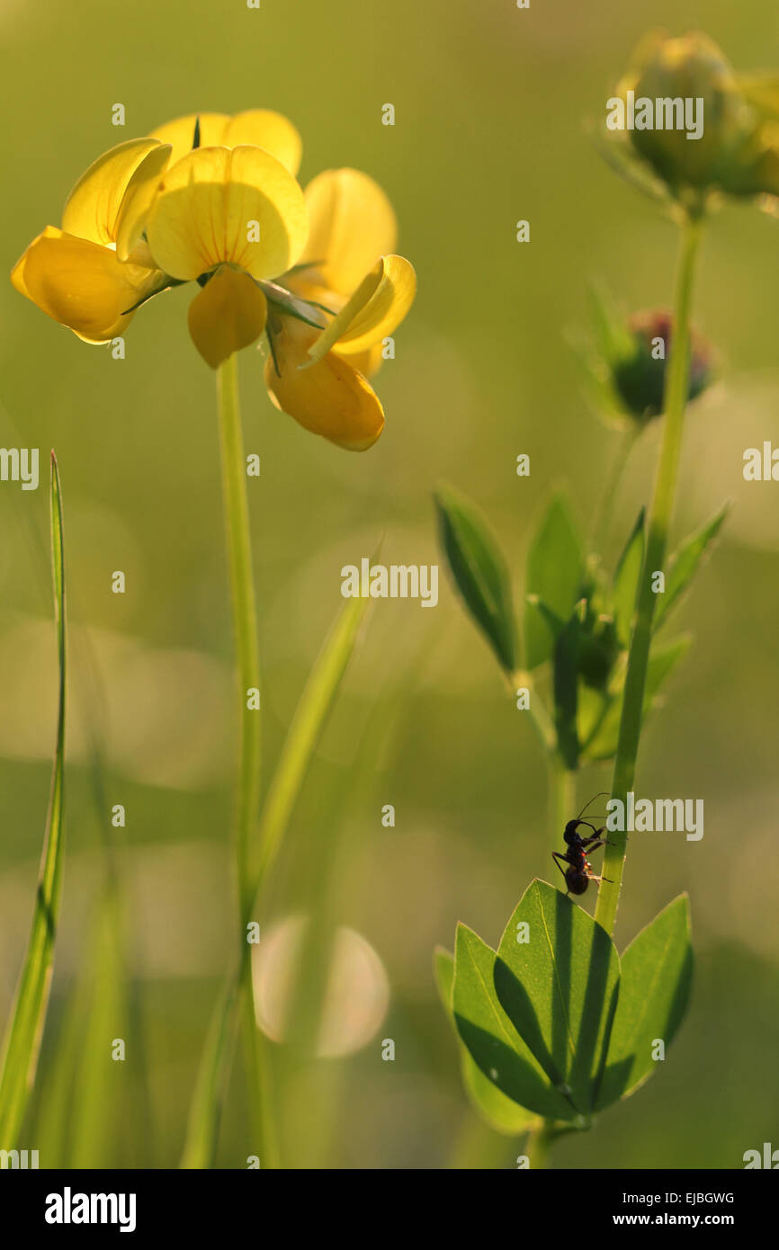 Comune di trifoglio Birdsfoot con Ant Foto Stock