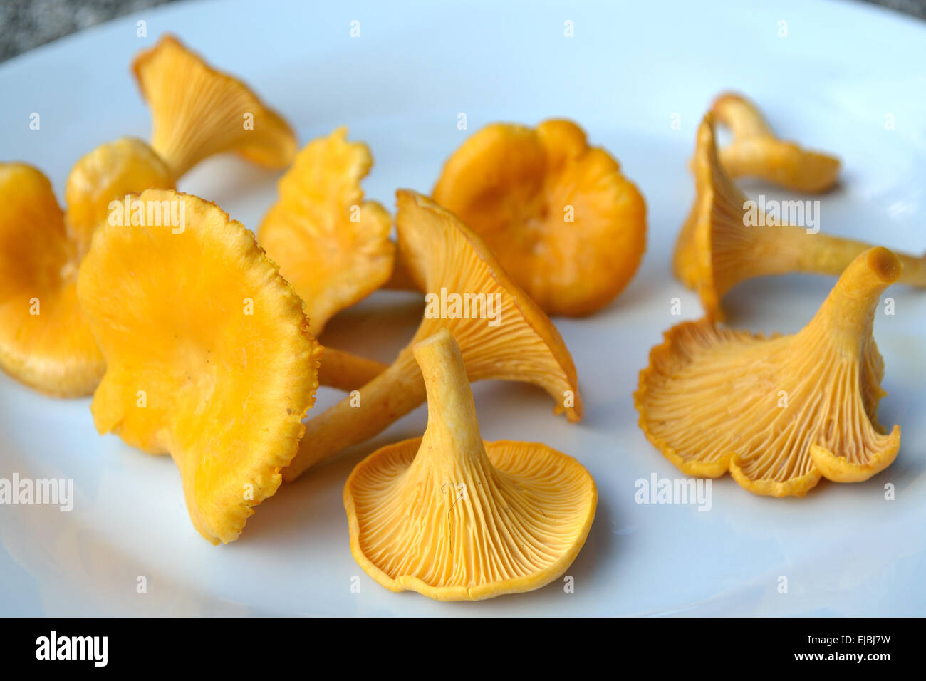 Appena raccolto chanterelle Foto Stock