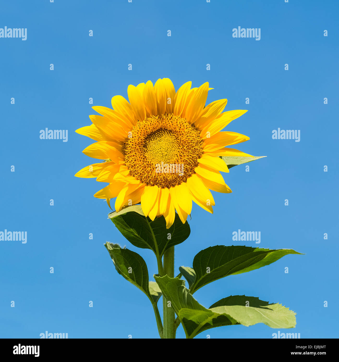 Il girasole con il cielo sereno Foto Stock