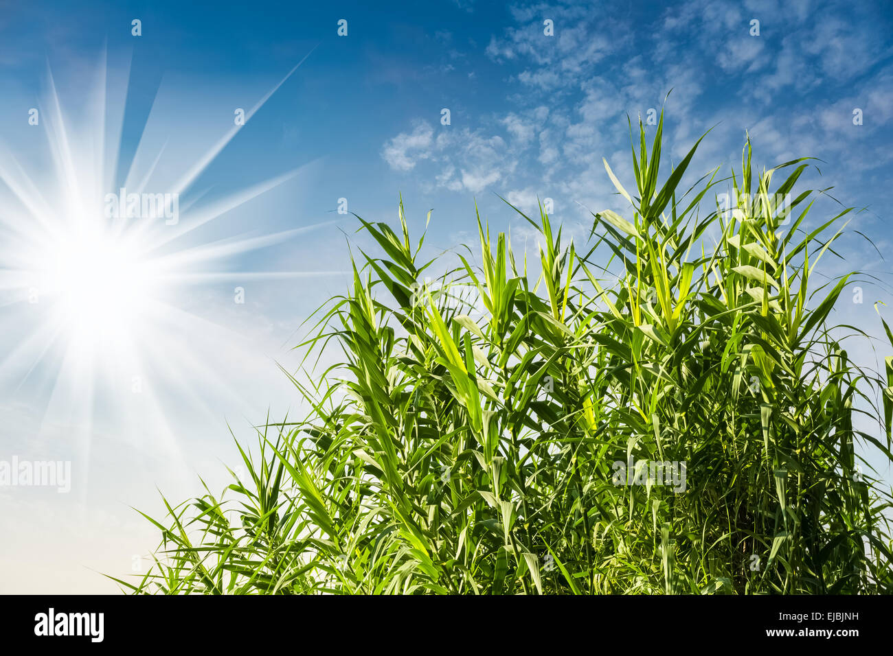 Un sole luminoso e fresco di erba verde Foto Stock