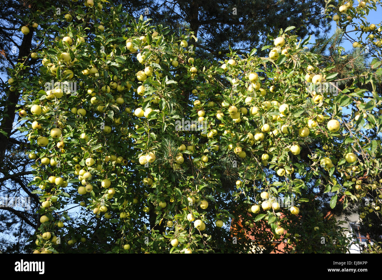 Unione crab apple Foto Stock