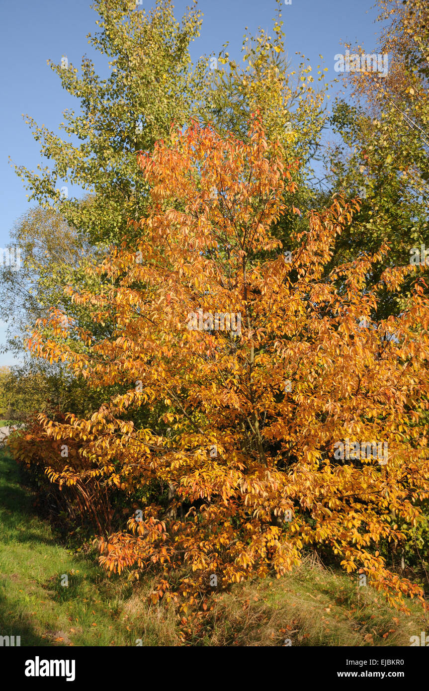 Black cherry Foto Stock