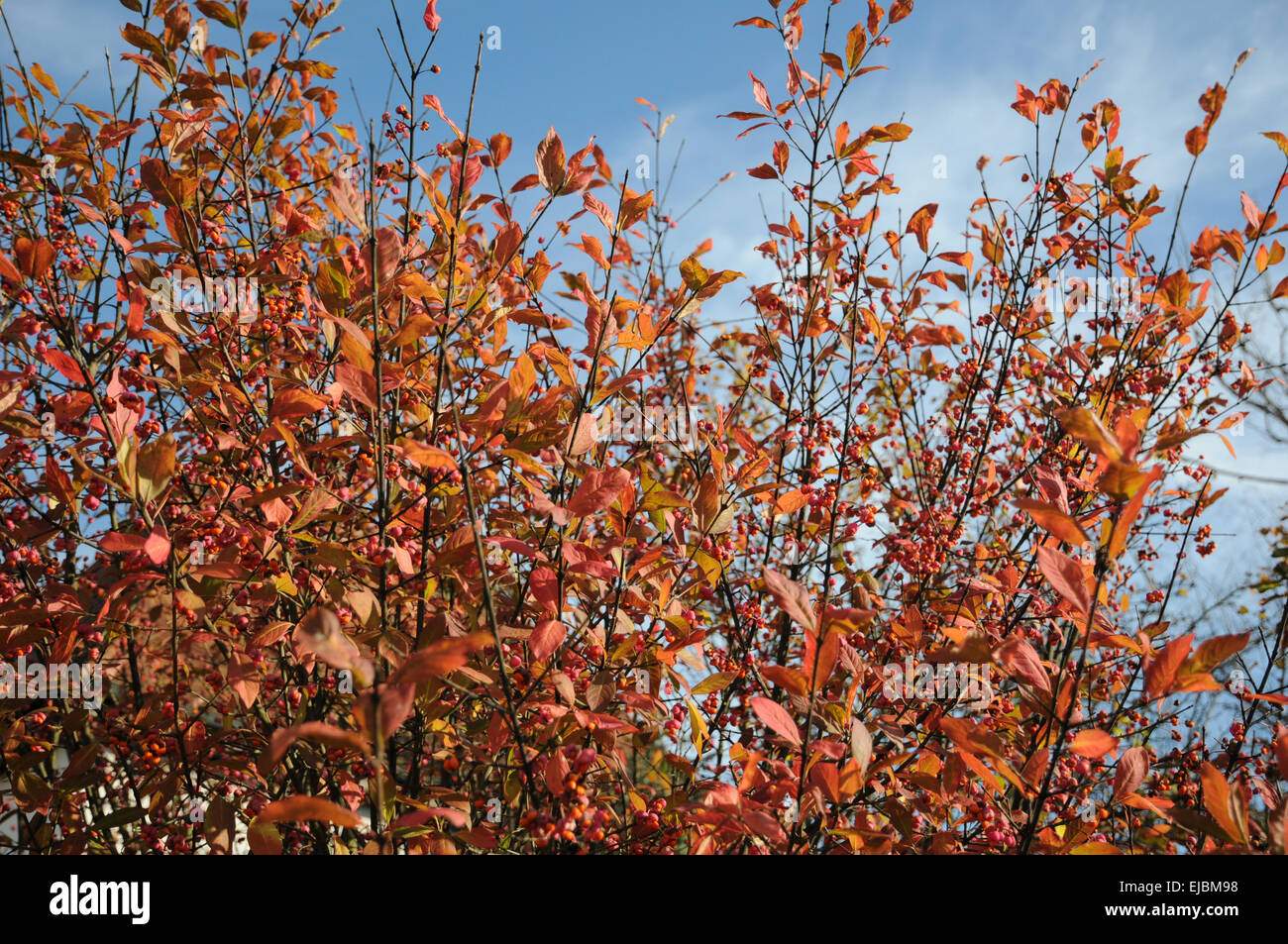 Mandrino europea Foto Stock