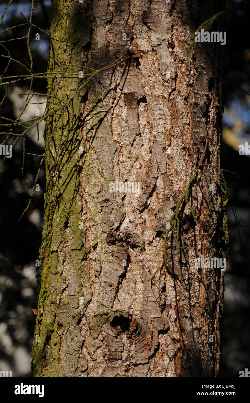 Cicuta, tronco Foto Stock