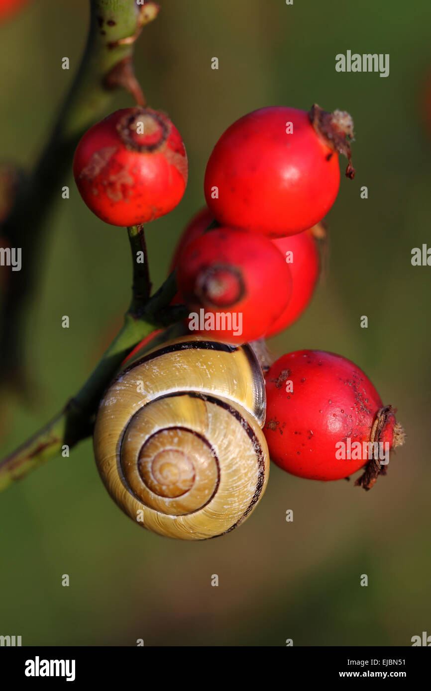 Rosa canina con lumaca Foto Stock