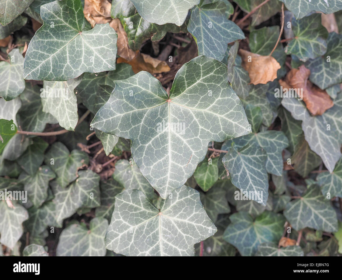 Foglie di edera Foto Stock