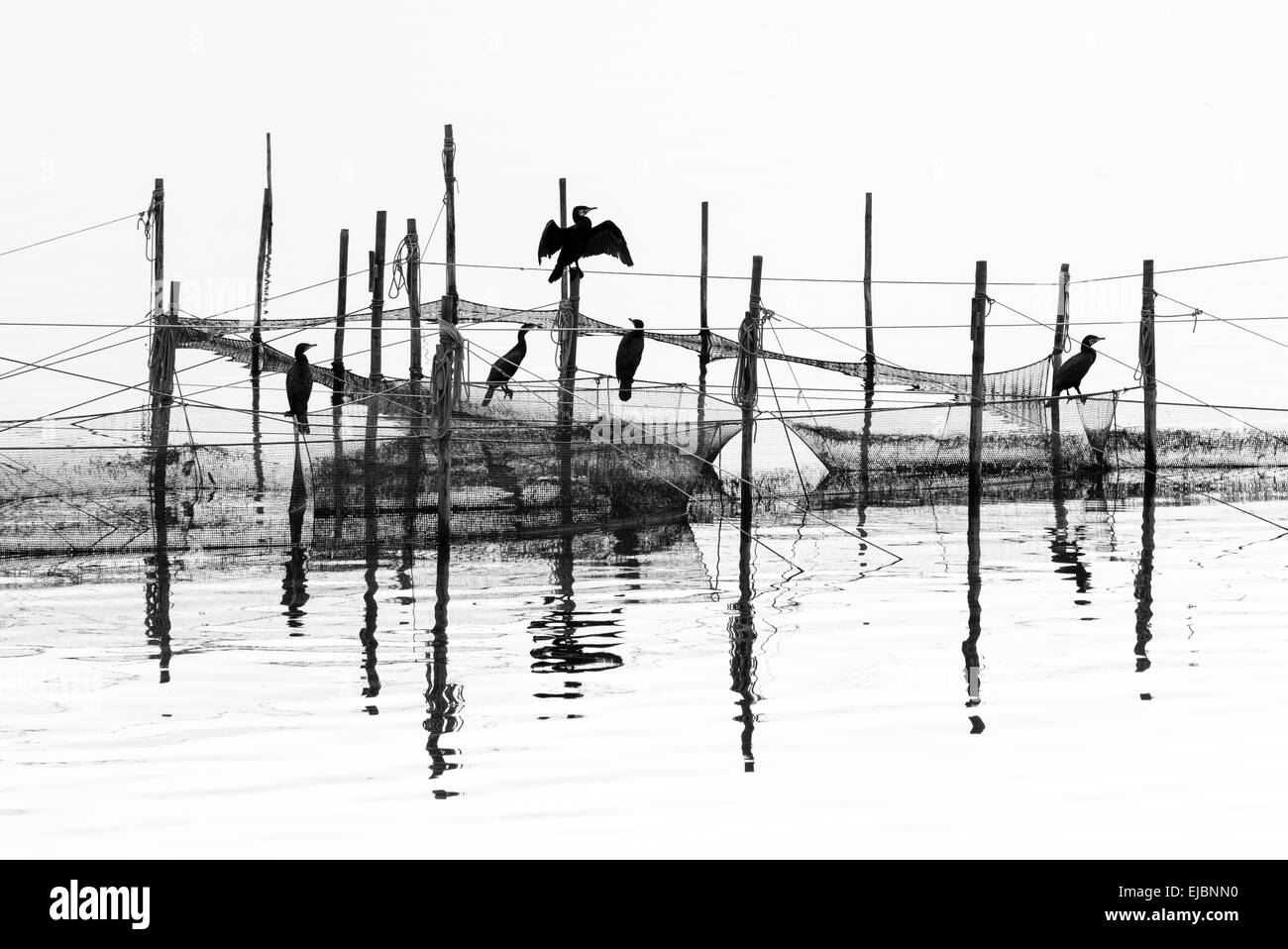 I cormorani in reti da parte della baia Foto Stock