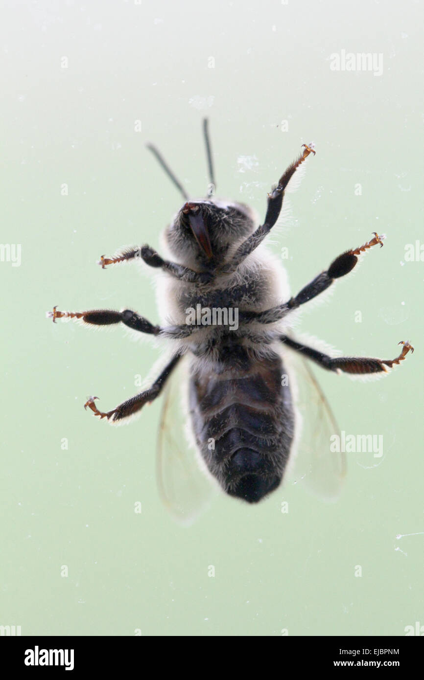 Bee da sotto Foto Stock