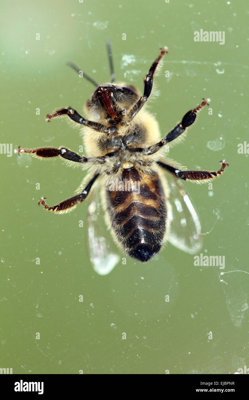 Bee da sotto Foto Stock