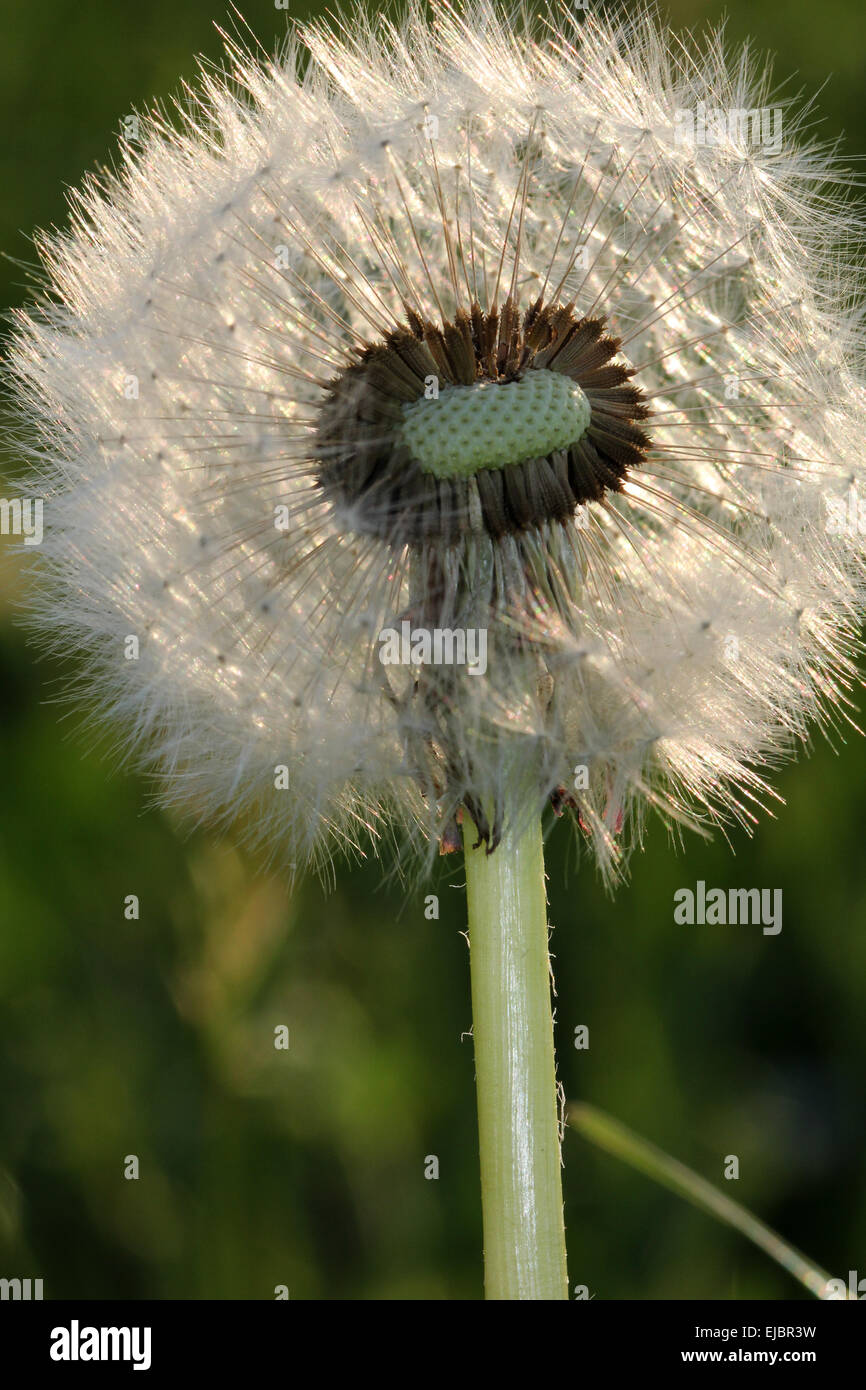 Dente di Leone Foto Stock
