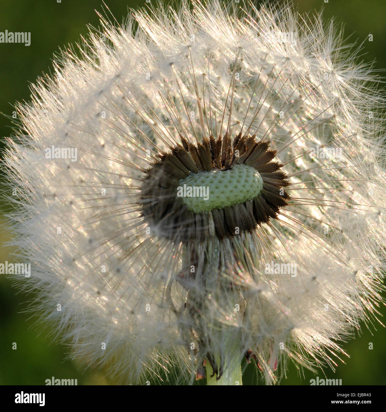 Dente di Leone Foto Stock