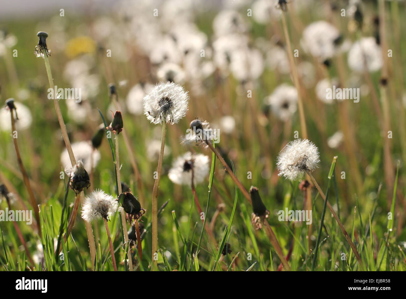 Dente di Leone Foto Stock