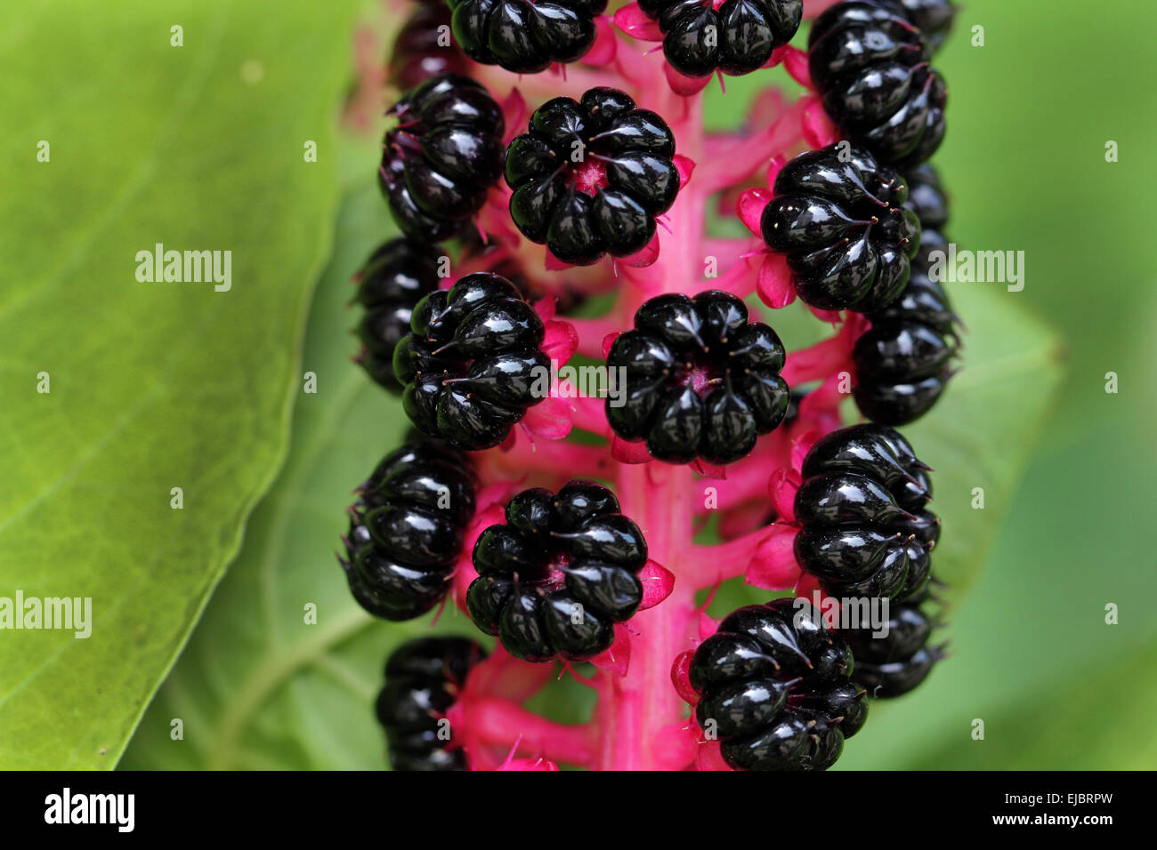 Pokeweed asiatico Foto Stock