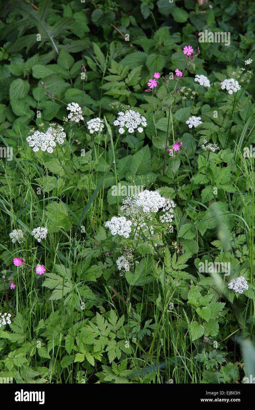 Fiori sul bordo del legno Foto Stock