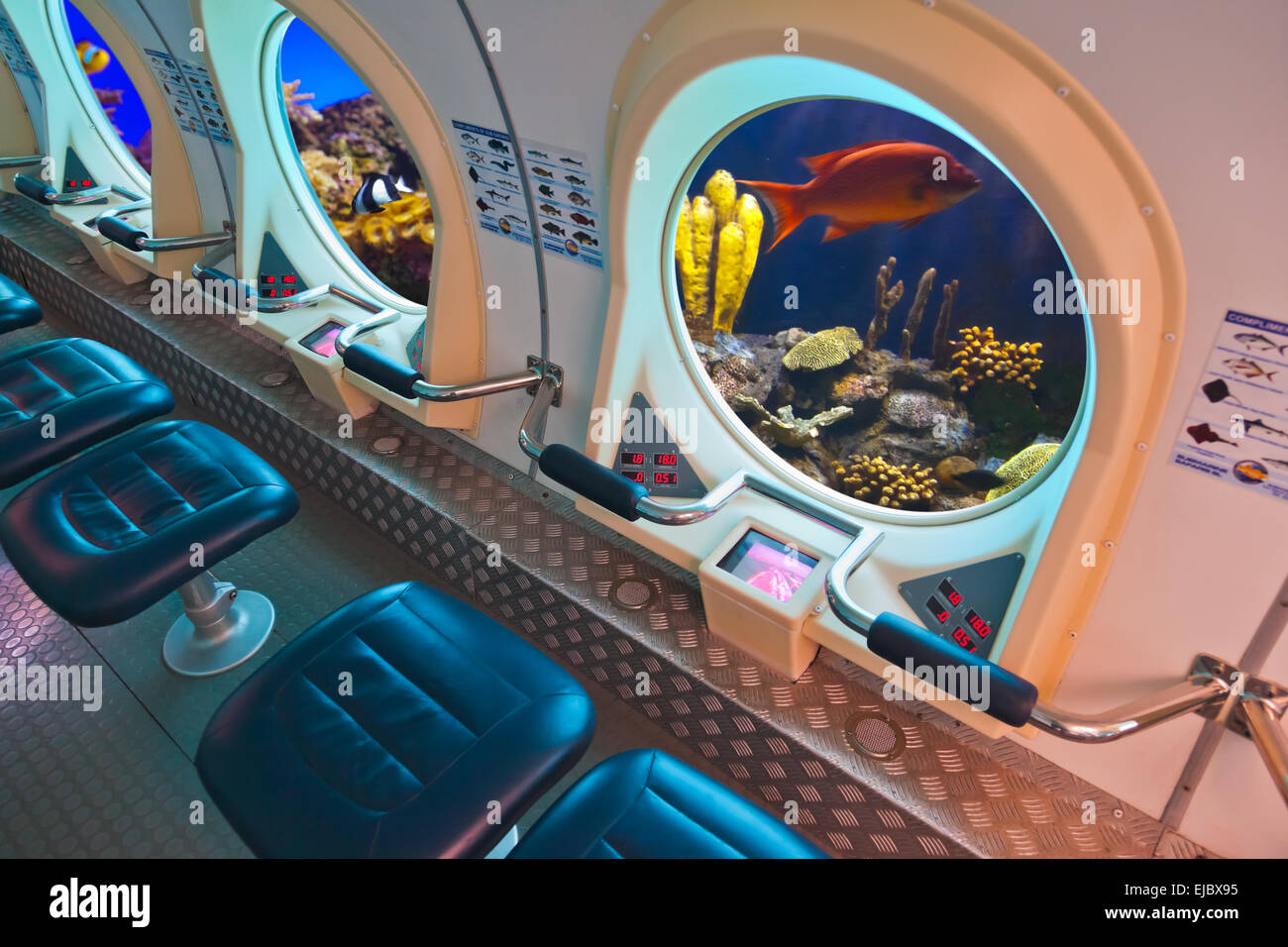 Pesci nella finestra sottomarino Foto Stock