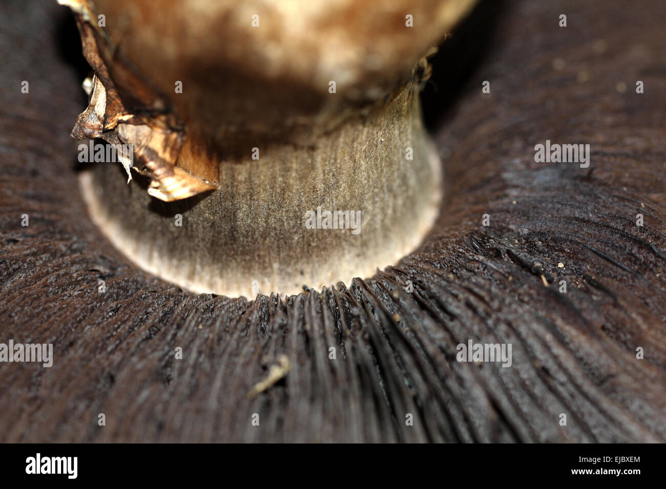 Ombrellone a lamelle di fungo Foto Stock