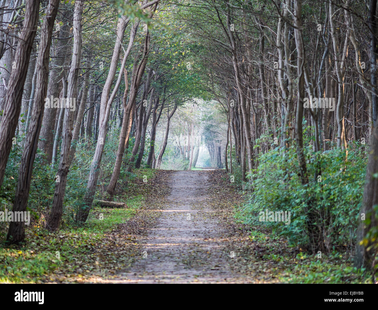 Il percorso nella foresta Foto Stock