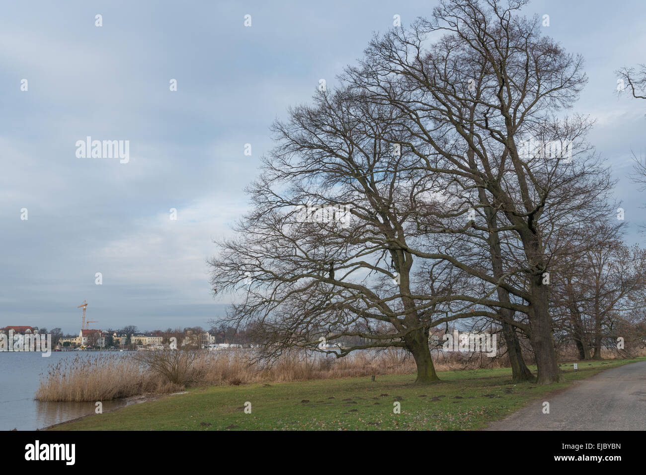 Alberi di quercia vicino a Potsdam, Germania Foto Stock