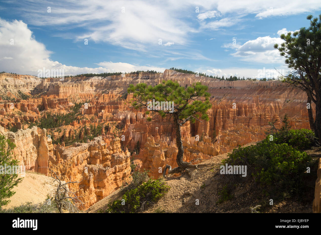 Albero aggrappato al bordo del Bryce Canyon Foto Stock