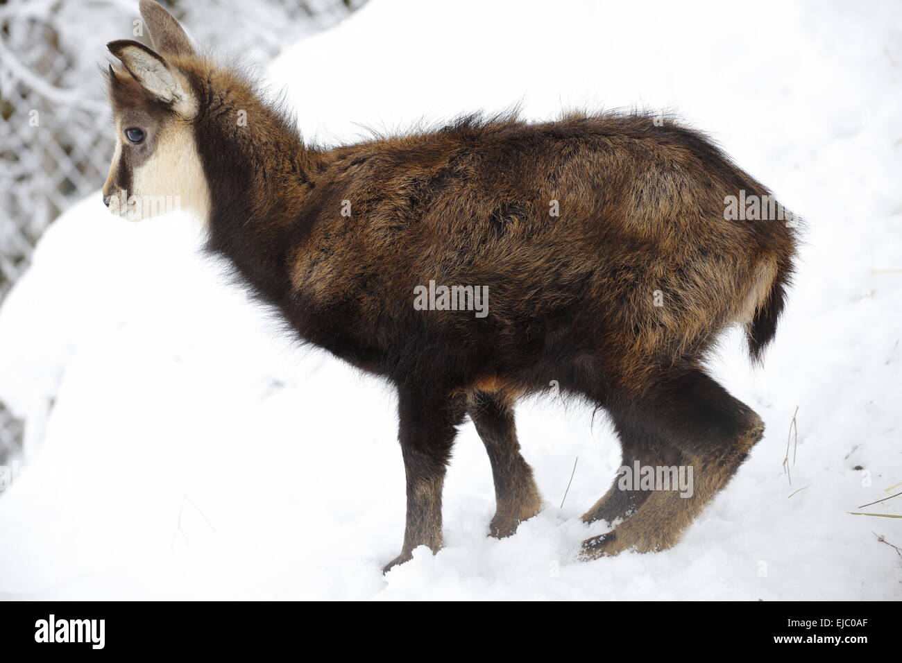 I giovani camosci nella neve Foto Stock