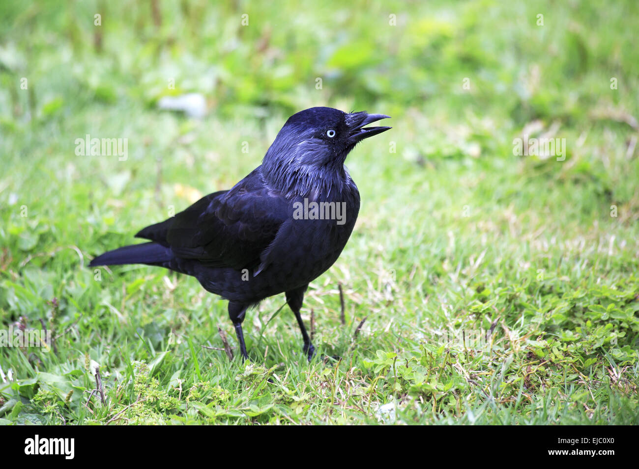 Sulawesi macaco crestato. Foto Stock
