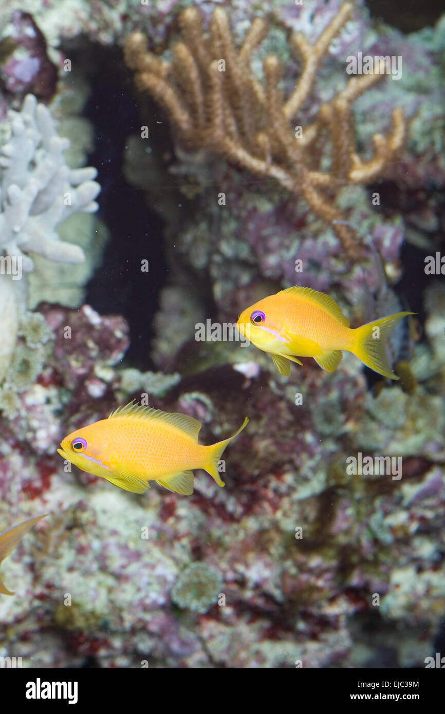Due pesci gialli Foto Stock