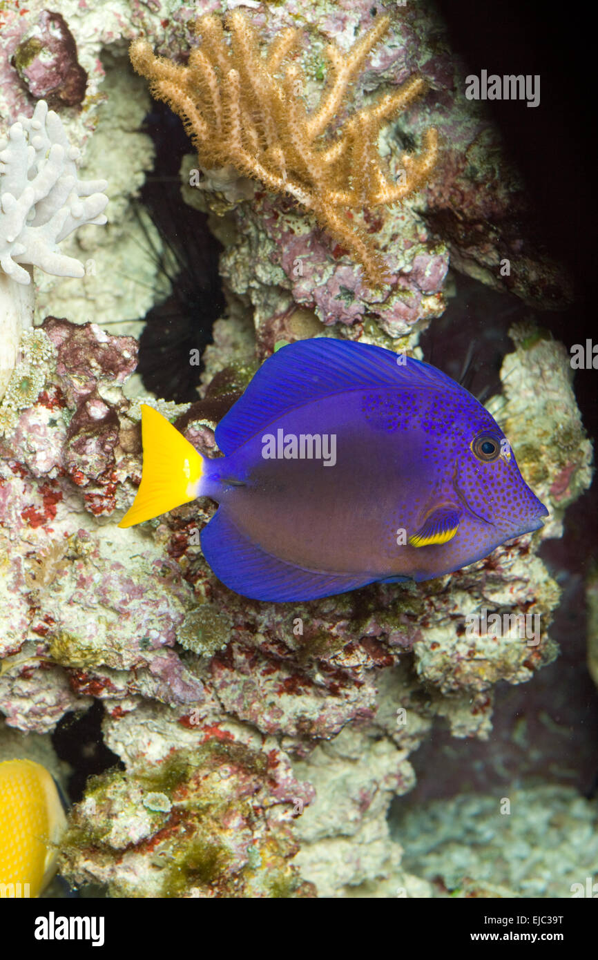 Vela Blu Doctor Fish Foto Stock