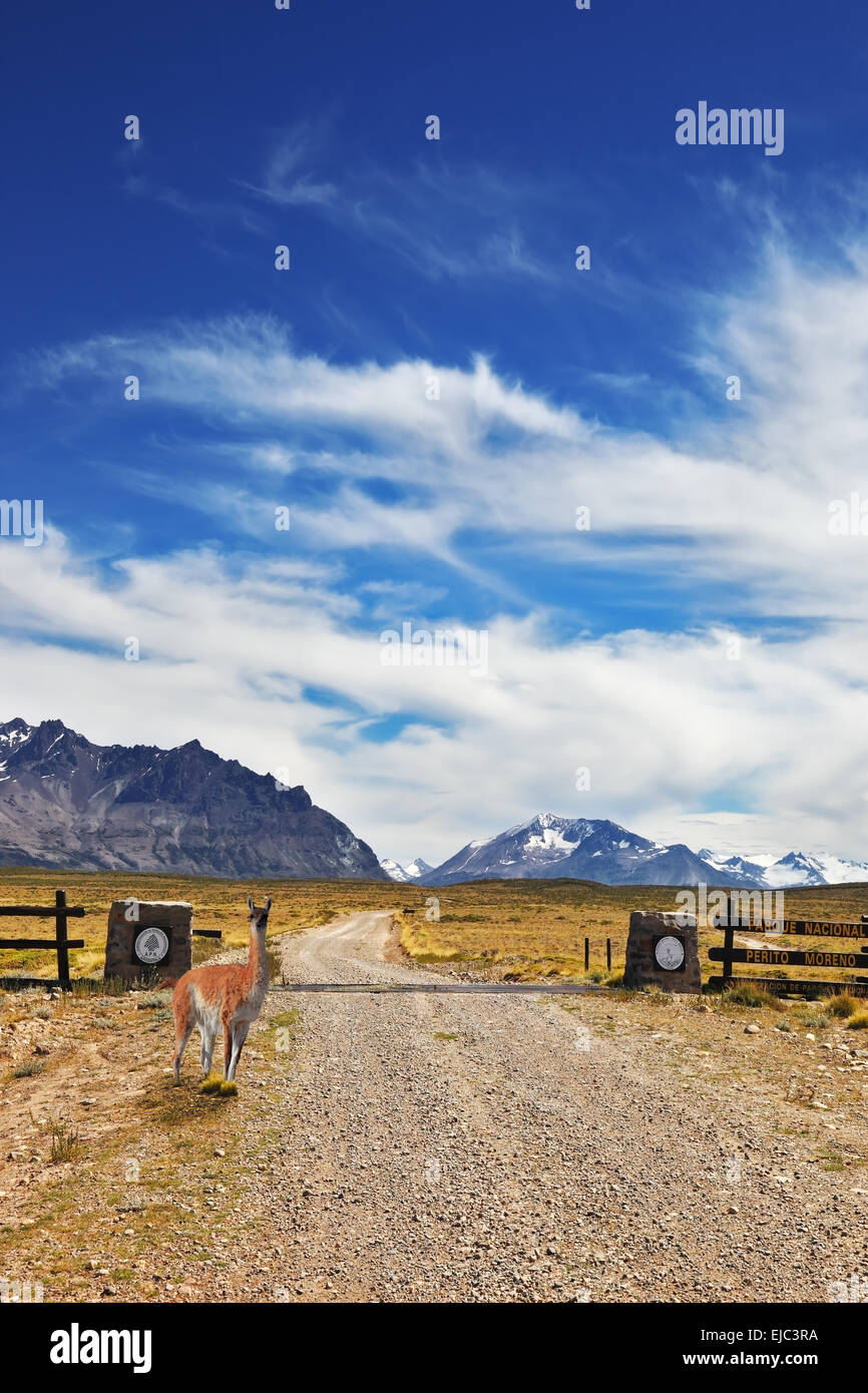 Grazioso guanaco orologi la strada Foto Stock