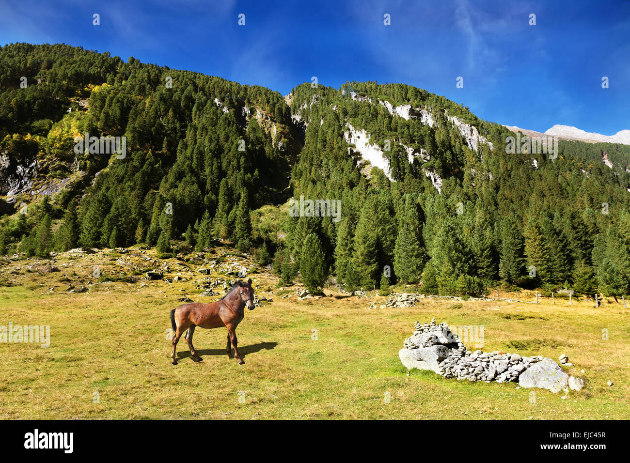 Il curato horse farm Foto Stock