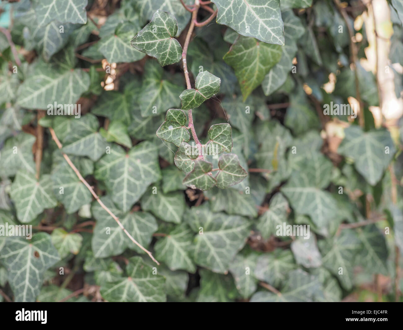 Foglie di edera Foto Stock