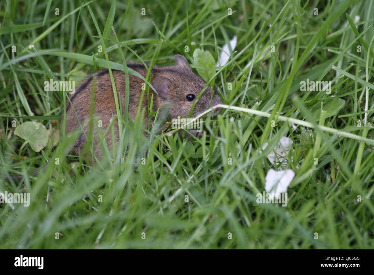 Strisce campo mouse Foto Stock
