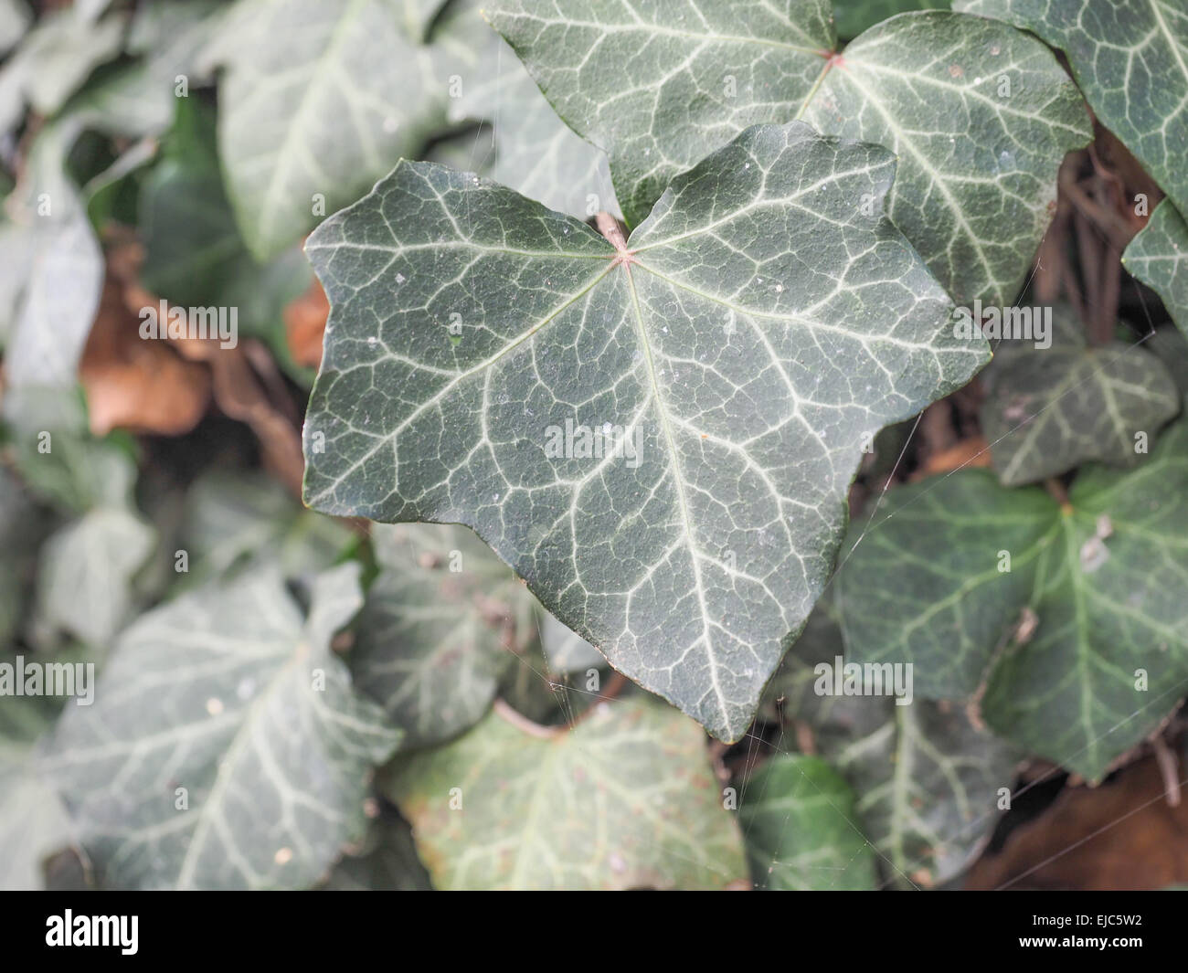 Foglie di edera Foto Stock