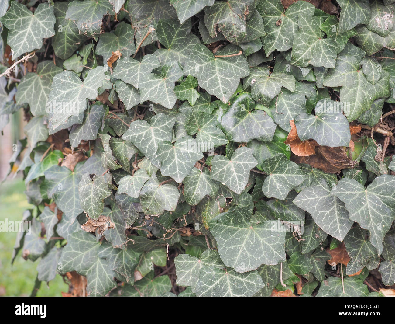 Foglie di edera Foto Stock