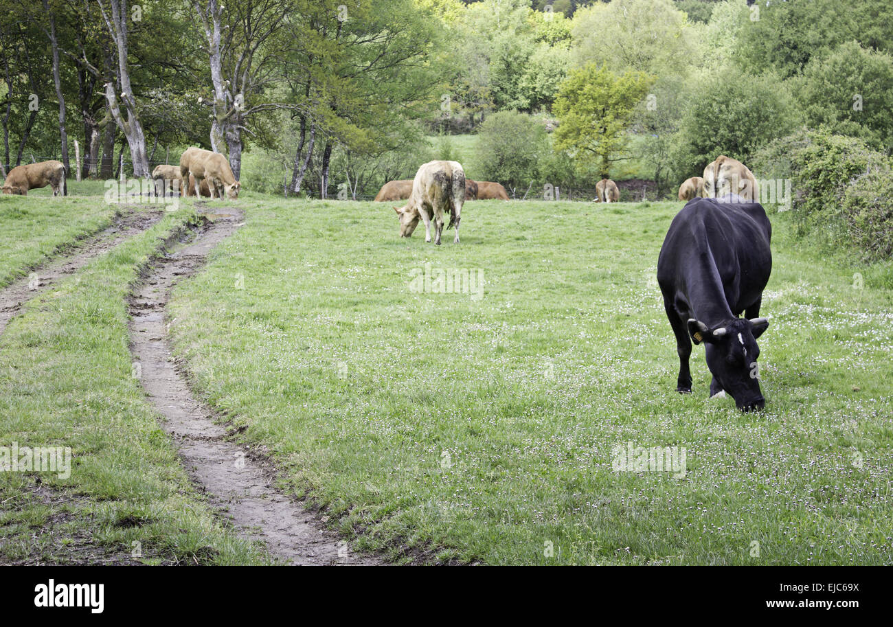Il pascolo di mucca sul prato verde foresta, animali e fattoria Foto Stock