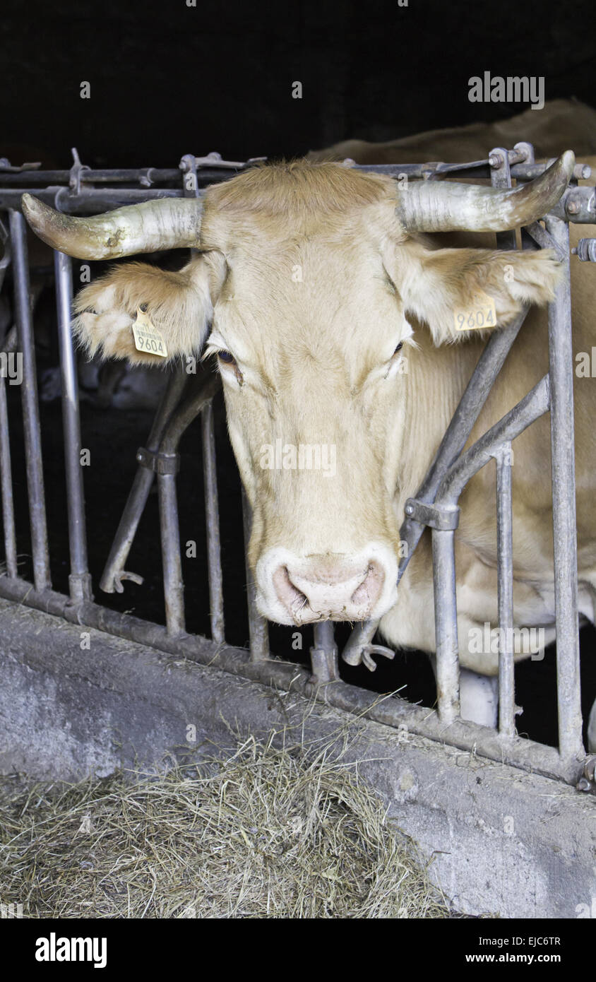 Bull marrone con corna farm e credo che mangiare animali Foto Stock