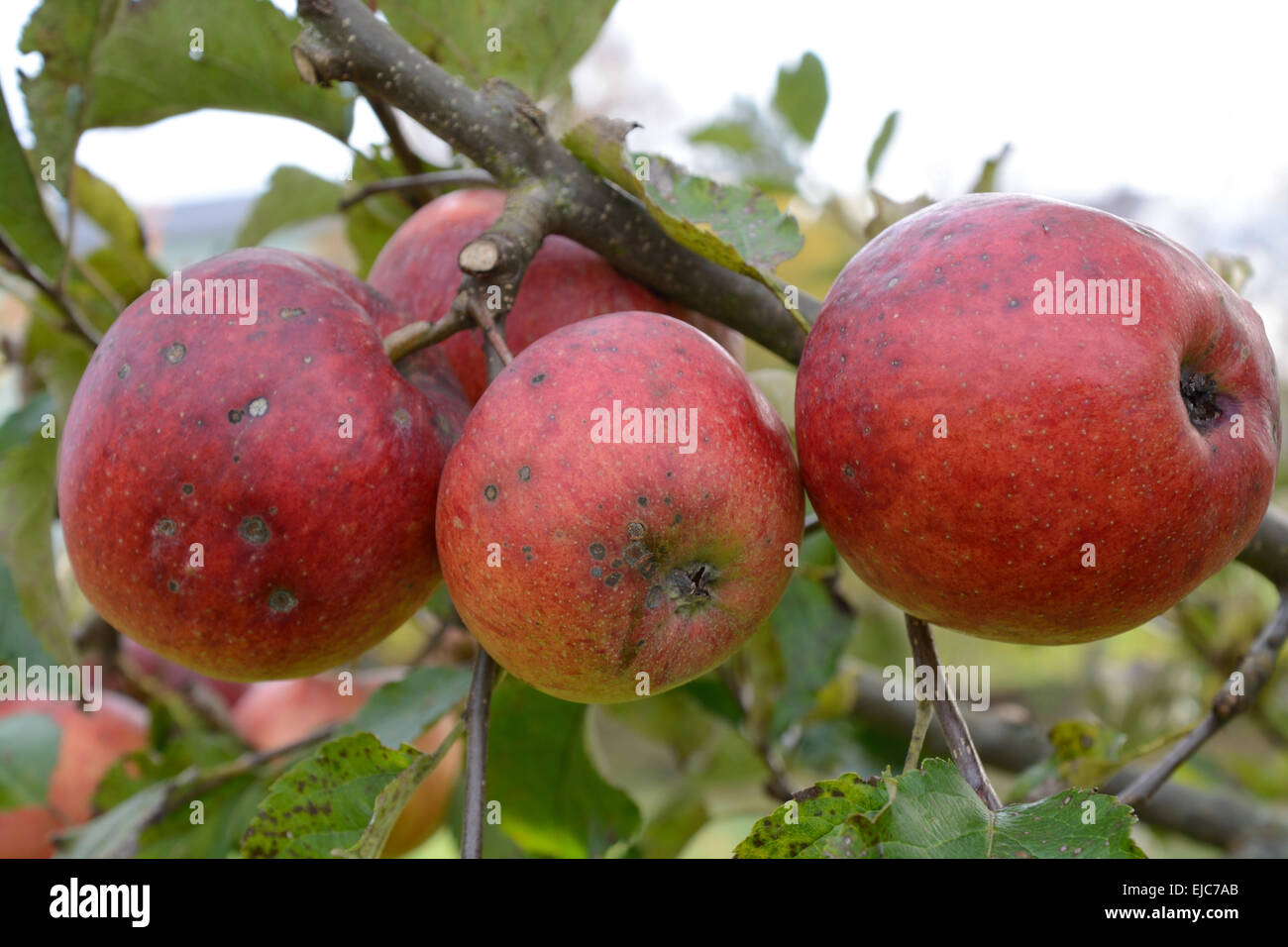 Le mele non trattate su apple tree Foto Stock