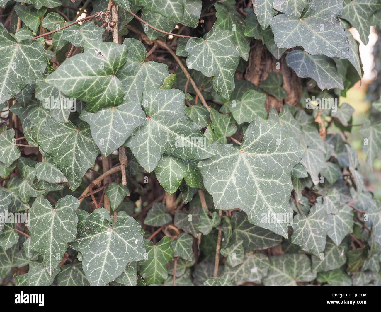Foglie di edera Foto Stock