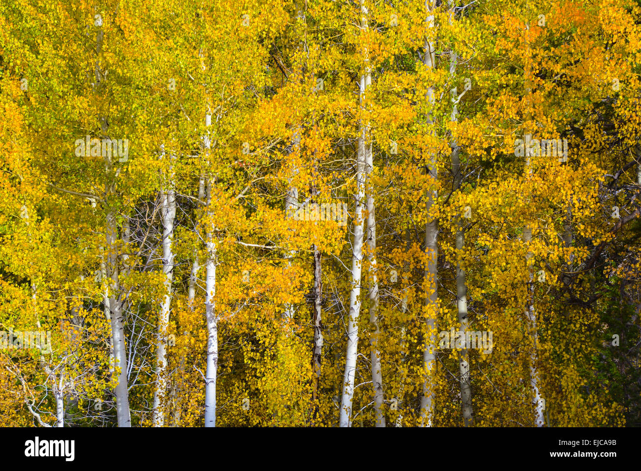 Aspen alberi in autunno Foto Stock