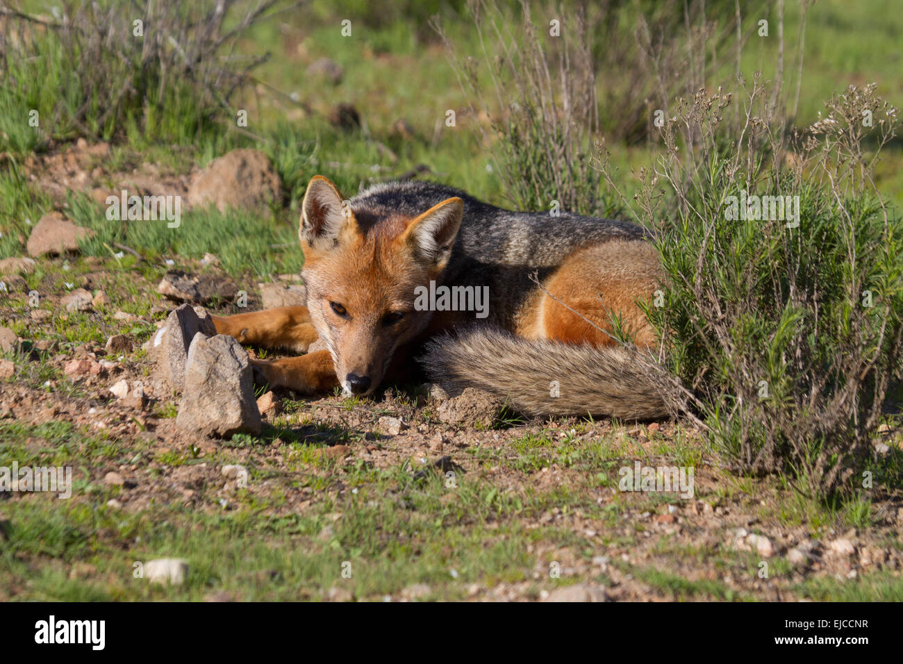 Volpe andina Foto Stock