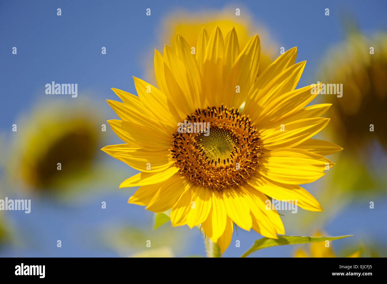 Girasole (Helianthus annuus) Foto Stock