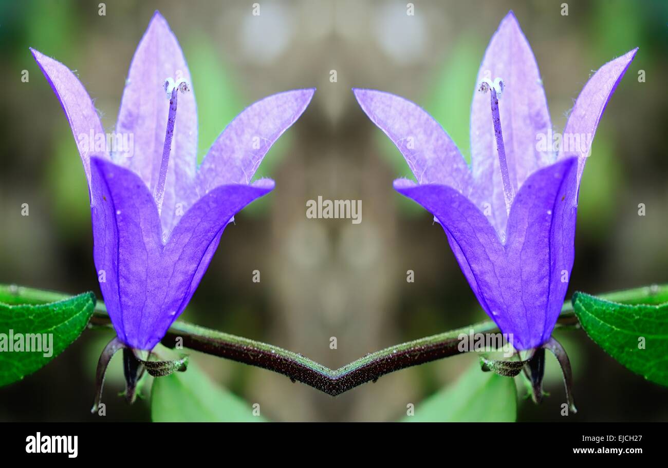 Due campane fiori Foto Stock