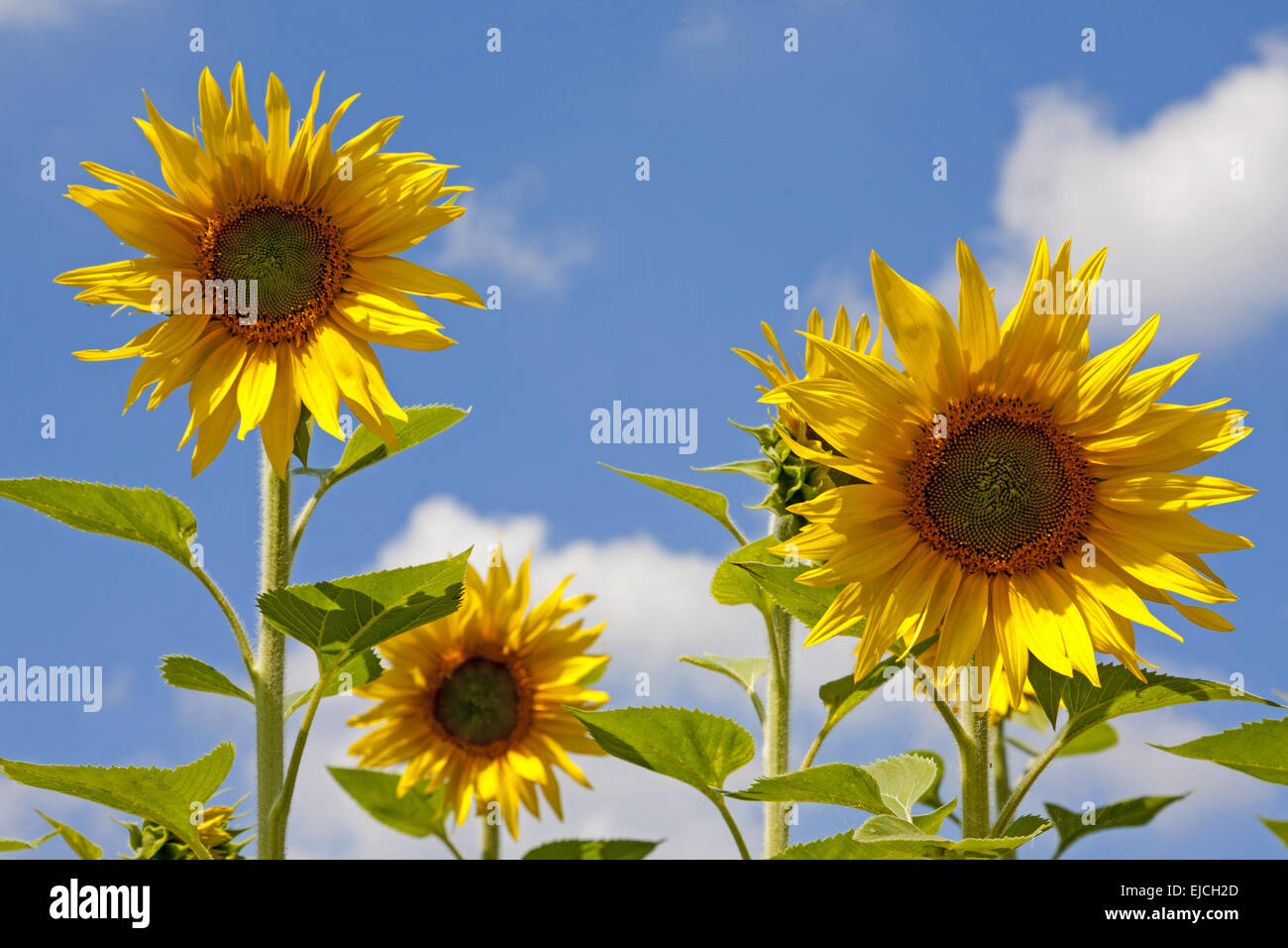 Girasole (Helianthus annuus) Foto Stock