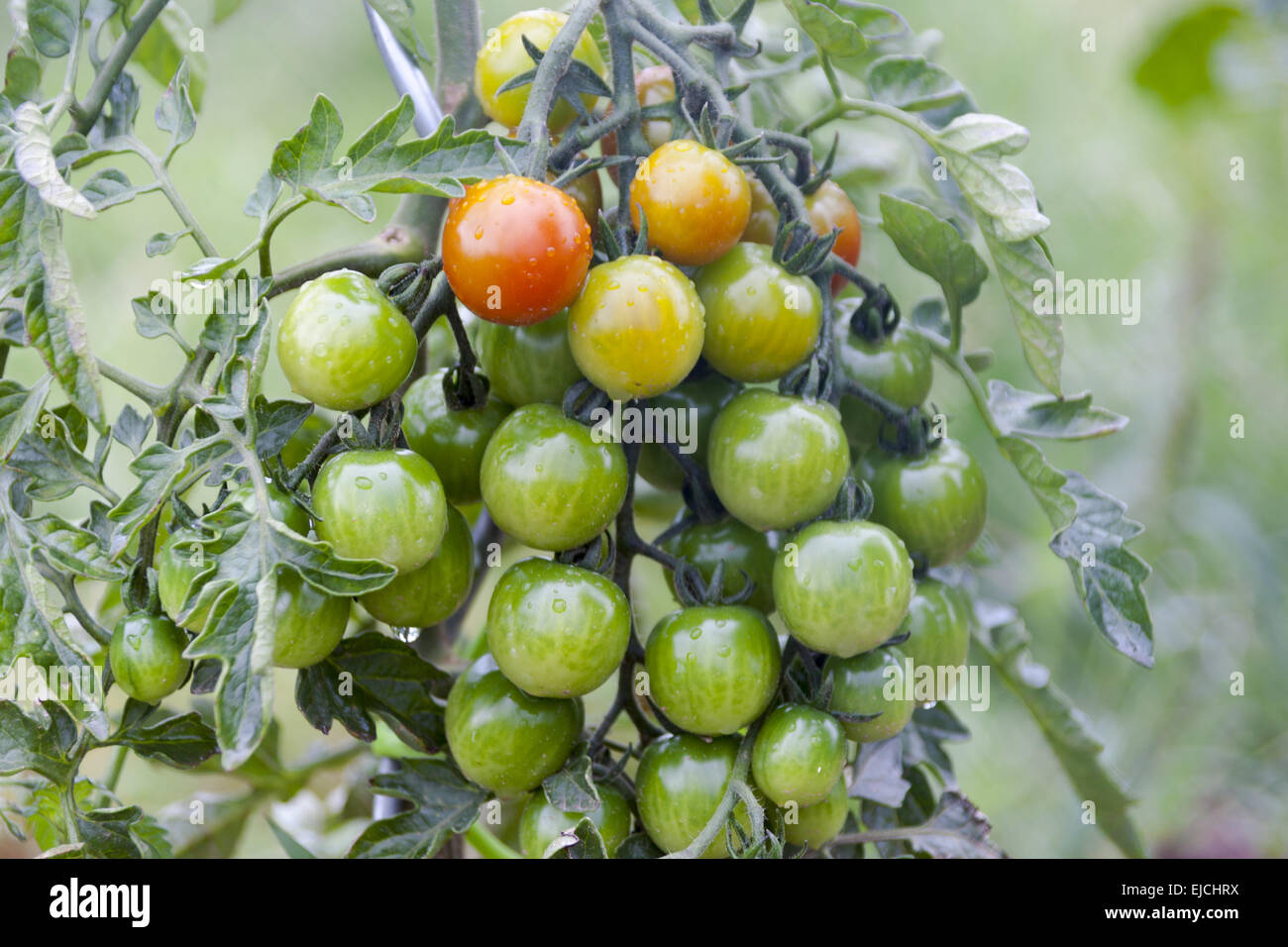Pianta di pomodoro con gocce di pioggia Foto Stock