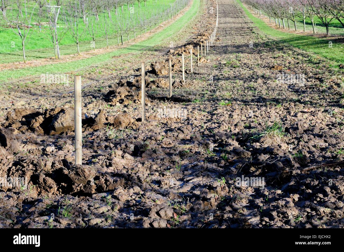 La piantumazione di alberi di coltivazione di frutta Foto Stock