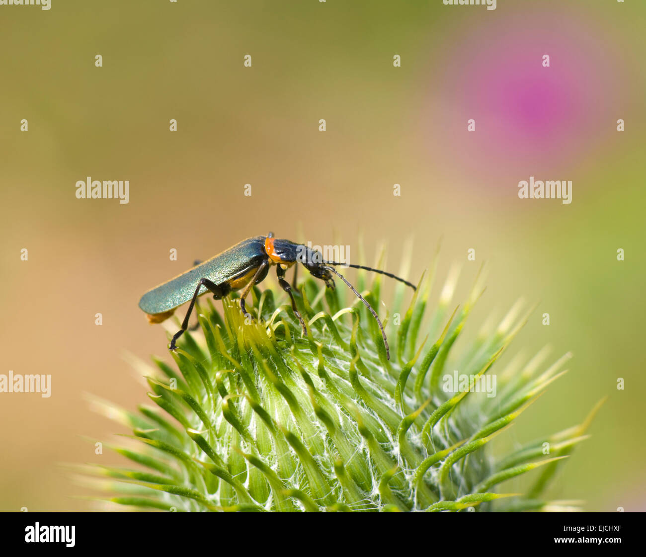 Peste soldato Beetle (Chauliognathus lugubris), Nuovo Galles del Sud, Australia Foto Stock