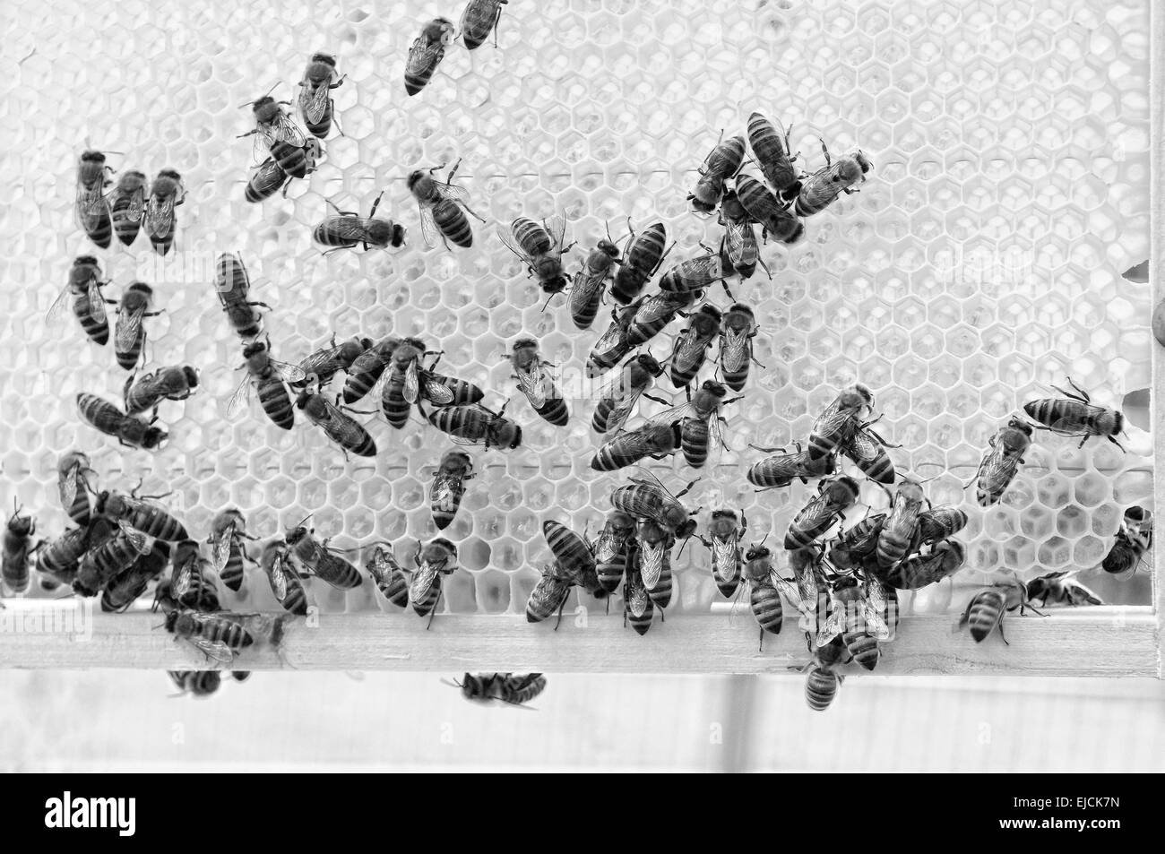 Le api sul favo di miele in bianco e nero Foto Stock
