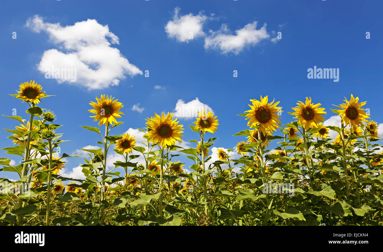 Girasole (Helianthus annuus) Foto Stock